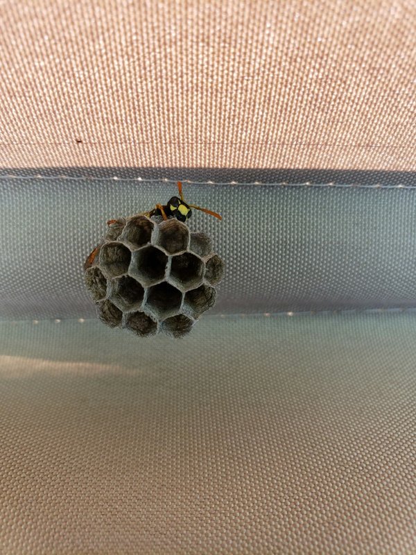 Le processus de destruction des nids de guêpes